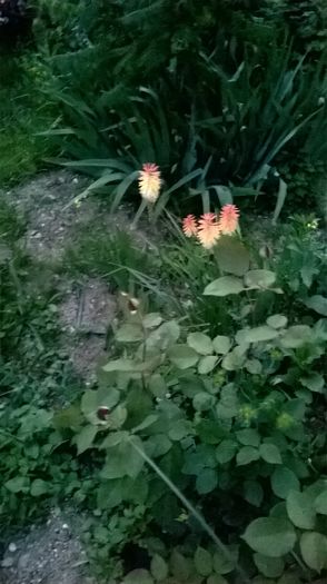 WP_20160622_21_25_54_Pro