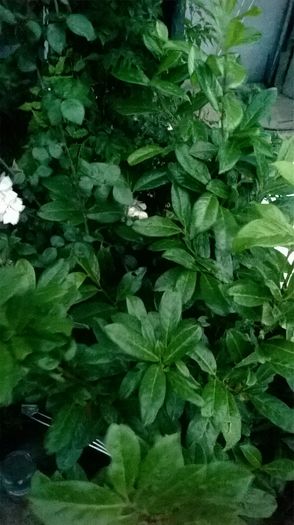 WP_20160622_21_28_03_Pro - a a gradina  2016