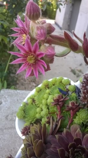 WP_20160627_18_49_43_Pro