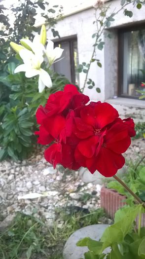 WP_20160627_18_50_45_Pro