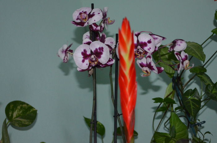 DSC_0080 - evolutii