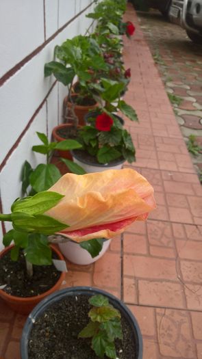 WP_20160628_08_40_15_Pro - Hibiscus Rebellious Lady