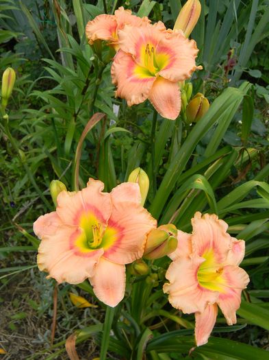 Elegant Candy - Hemerocallis 2016