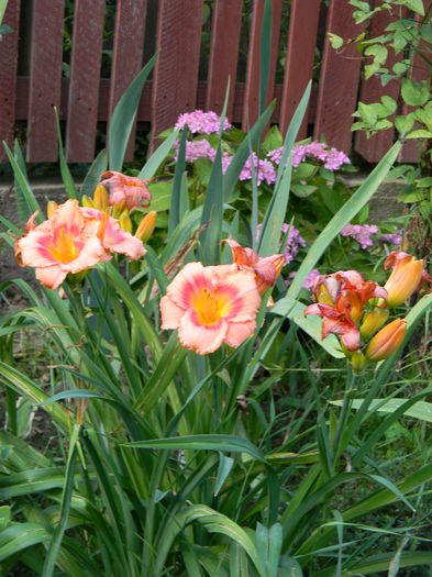 Strawberry Candy - Hemerocallis 2016