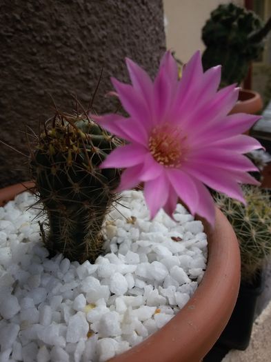 Echinopsis - Cactusi 2016