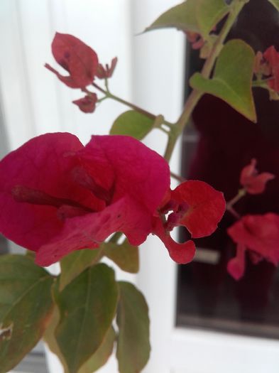 20160628_091017 - Bougainvillea rosie-Don Mario