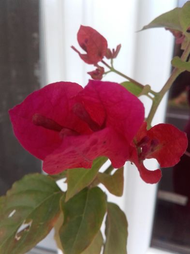 20160628_091008 - Bougainvillea rosie-Don Mario