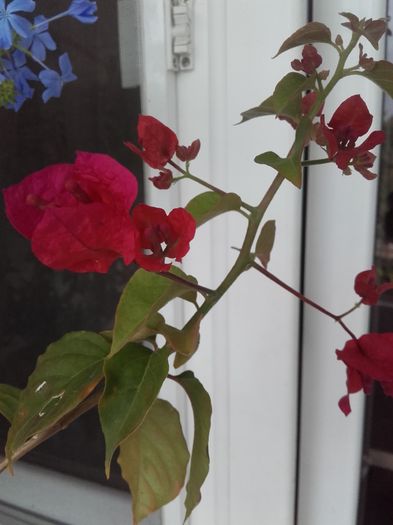 20160628_090945 - Bougainvillea rosie-Don Mario