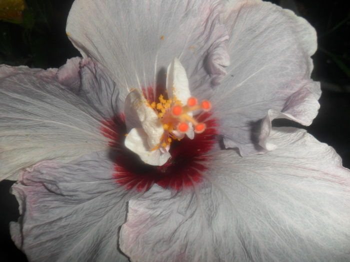 lady adele a 3 zi - hibiscusi 2016 -2