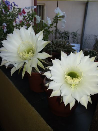 Echinopsis