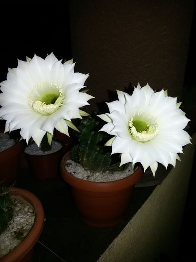 Echinopsis