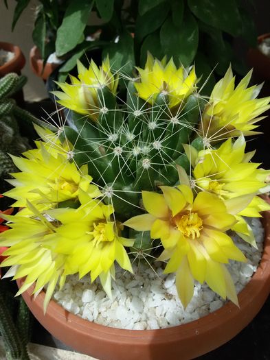 20160604_133303 - Cactusi 2016