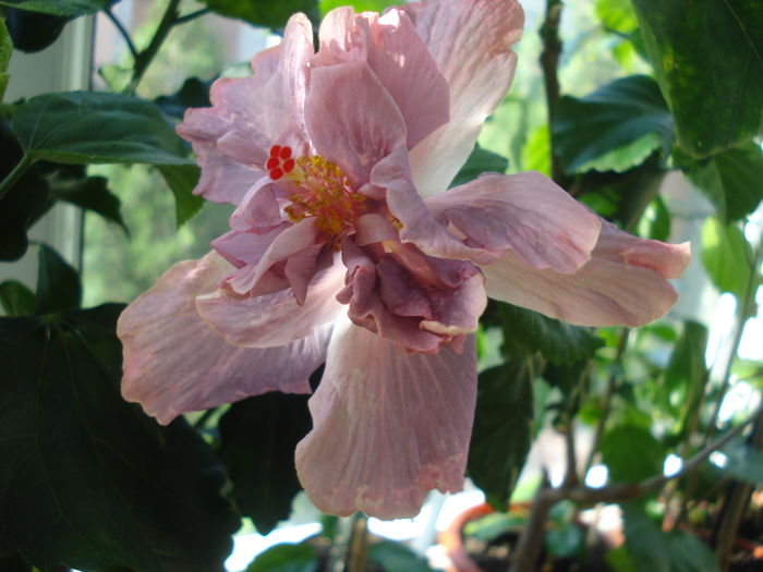 DSC05822 - HIBISCUS 2016