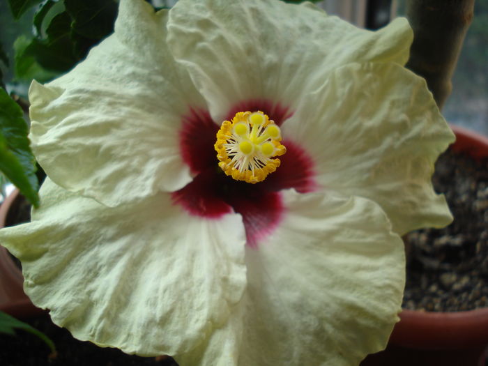 DSC05848 - HIBISCUS 2016