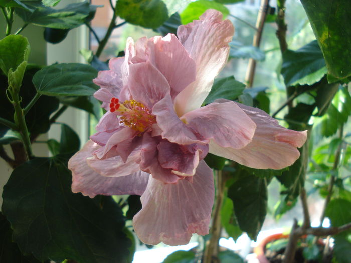 DSC05819 - FLORI 2016