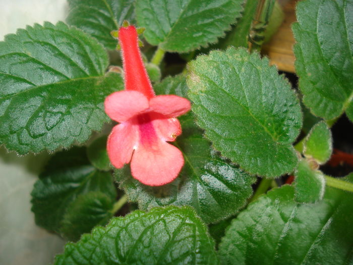 DSC05845 - FLORI 2016