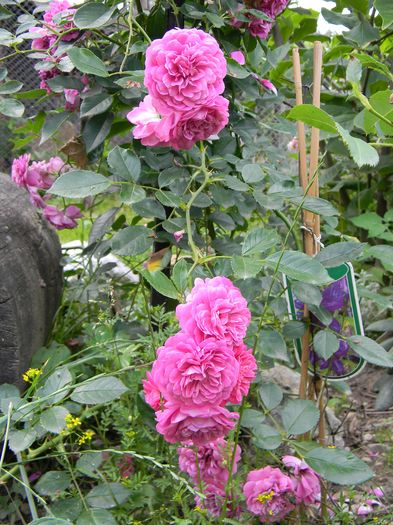 Melina - Trandafiri urcatori 2016