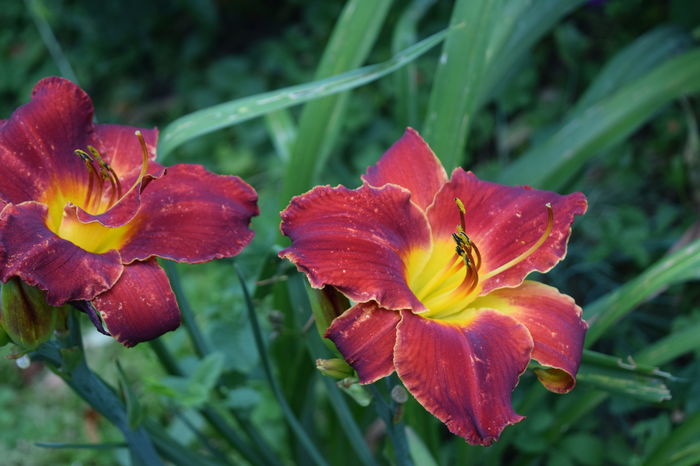 Hemerocalis..am renuntat sa-i mai identific nu seamana cu ce am comandat - 2016 Trandafiri_Iunie