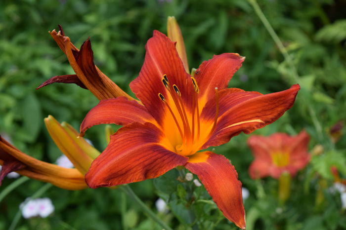 Hemerocalis - 2016 Trandafiri_Iunie