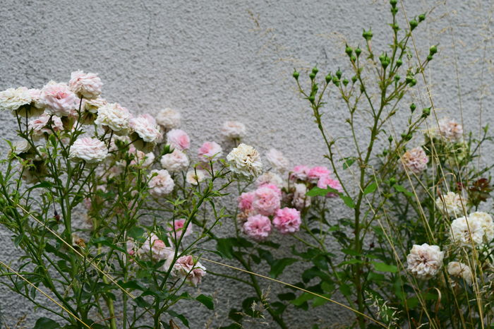 Larissa - 2016 Trandafiri_Iunie