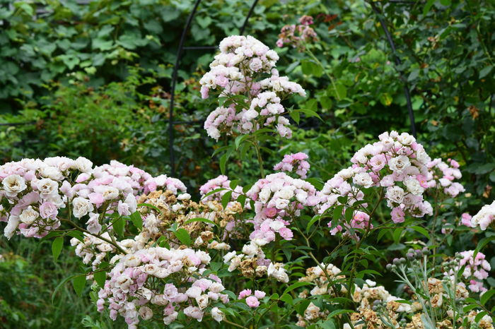 Heavenly Pink neobosit - 2016 Trandafiri_Iunie