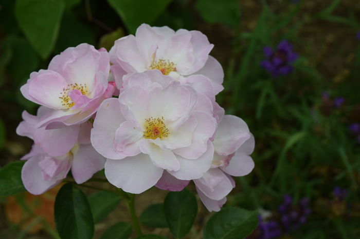 Escapade - 2016 Trandafiri_Iunie