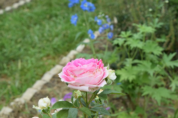 Guernsay - 2016 Trandafiri_Iunie