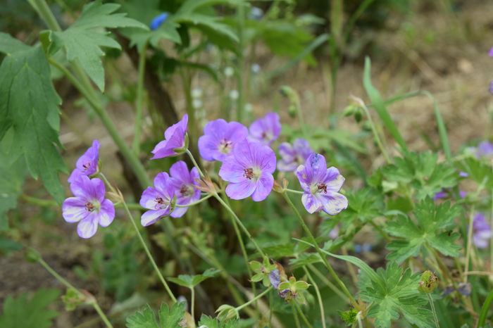 Rozanne nu este blue ?! - 2016 Trandafiri_Iunie