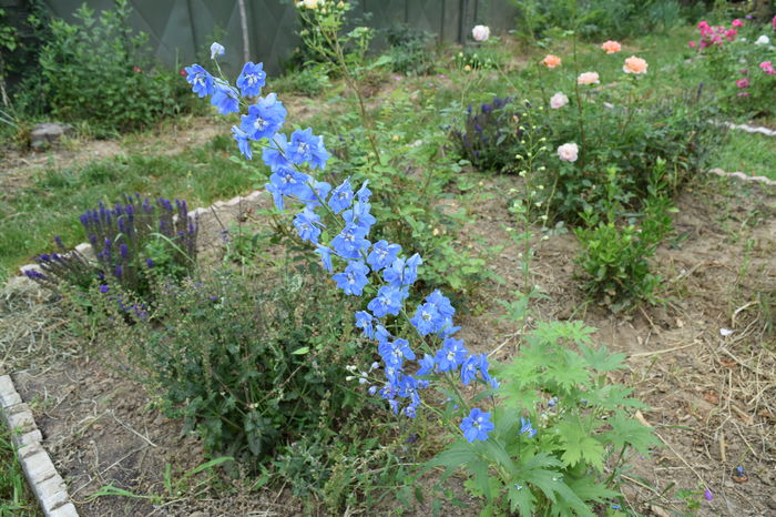 Delfin King Arthur - 2016 Trandafiri_Iunie