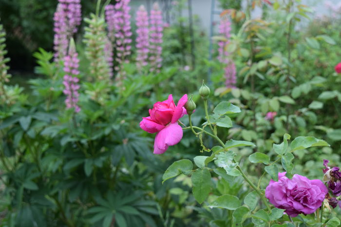 DSC_0826 - 2016 Trandafiri_Iunie