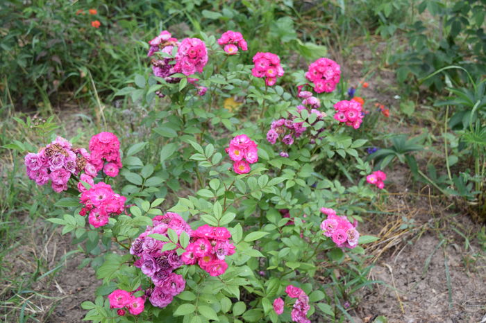 Dinky noul meu favorit - 2016 Trandafiri_Iunie