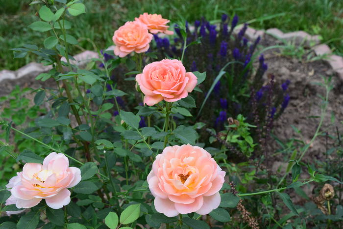 Lady of Shalot - 2016 Trandafiri_Iunie