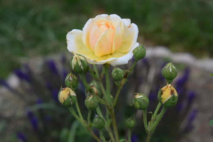 Teasing Georgia - 2016 Trandafiri_Iunie