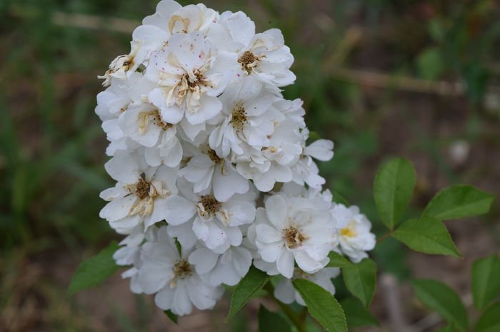 Ghirlande dAmour butas Carina - 2016 Trandafiri_Iunie