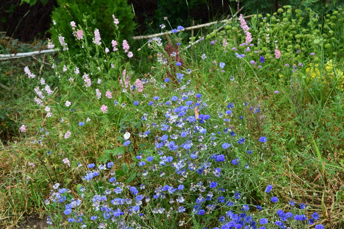 Delfin anual si albastrite - 2016 Trandafiri_Iunie