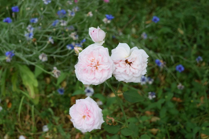 Souvenir de la Malmaison