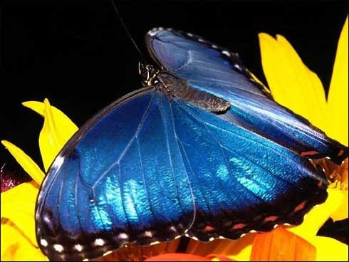 fluture albastru - poze cu flururi minunati