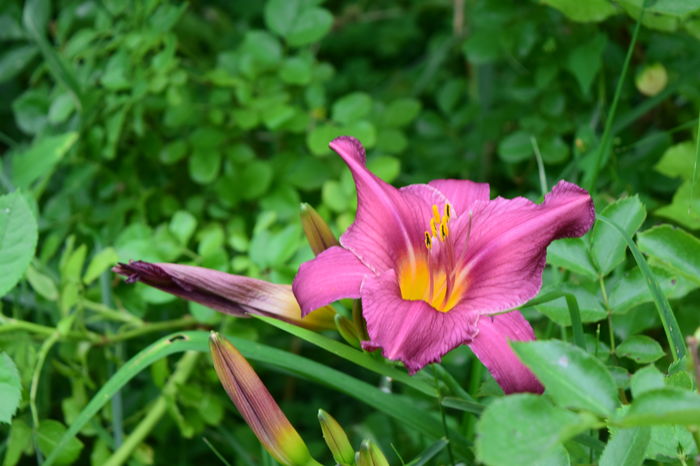 Summer Wine - 2016 Trandafiri_Iunie