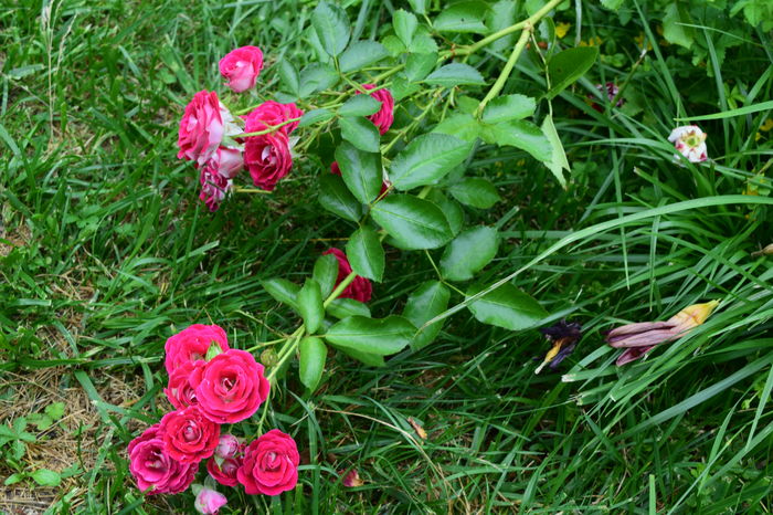 Schone cazut la pamant... - 2016 Trandafiri_Iunie