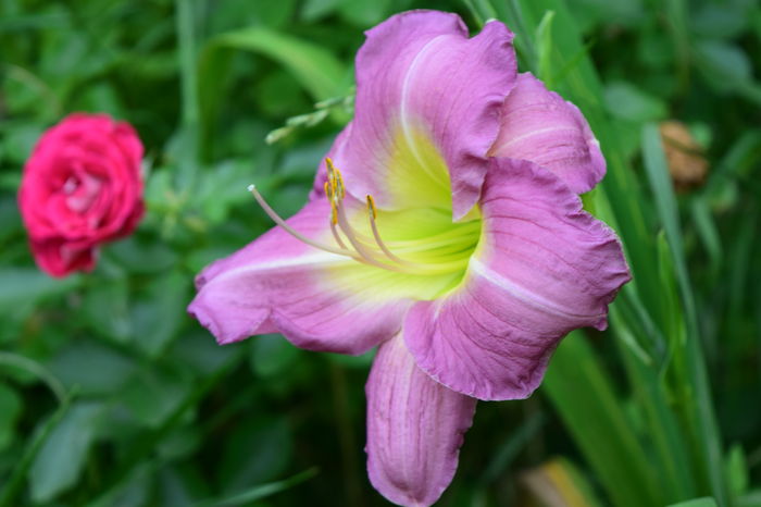 Metaphor - 2016 Trandafiri_Iunie