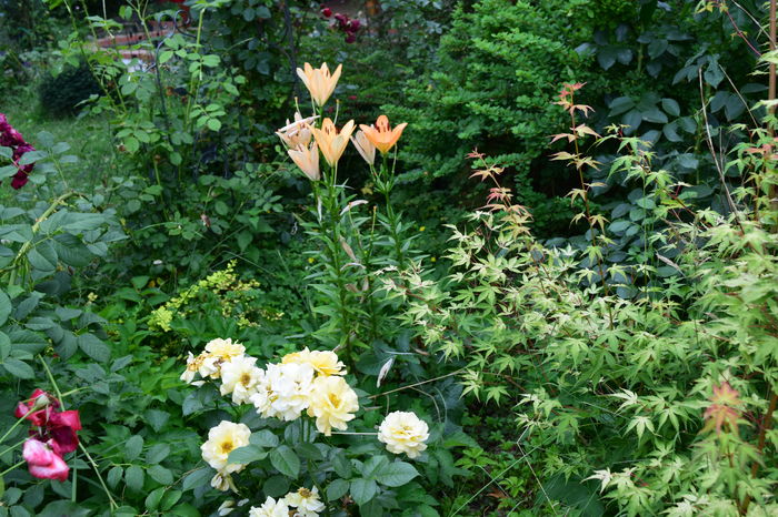 DSC_0869 - 2016 Trandafiri_Iunie