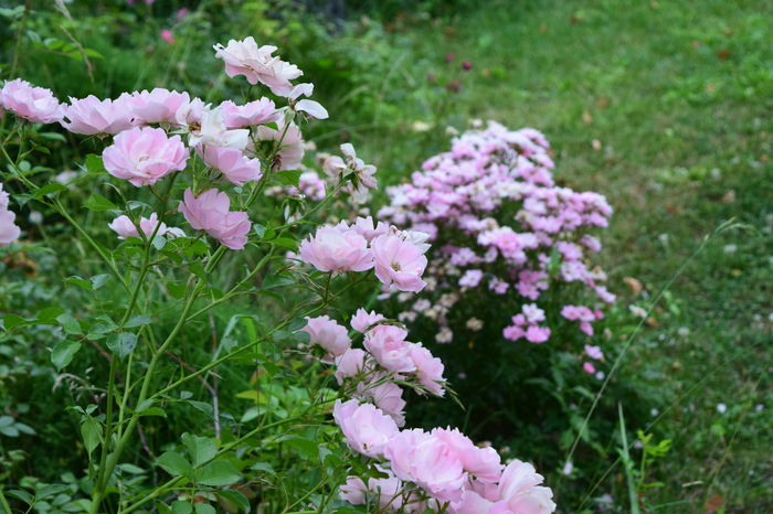 Sommerwind si Easy Cover - 2016 Trandafiri_Iunie