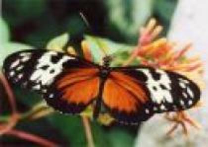 fluturas alb negru si portocaliu - poze cu flururi minunati