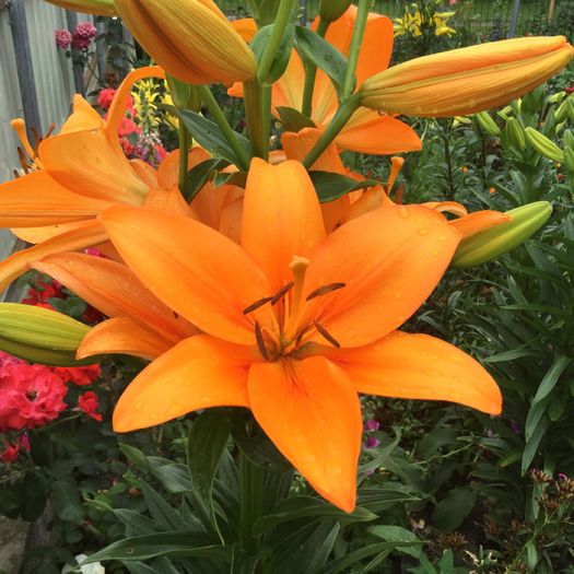 lilium asiatic orange - Crini 2016