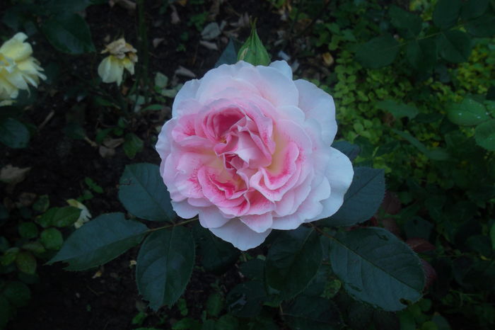 SAM_0855 - Trandafiri 2016