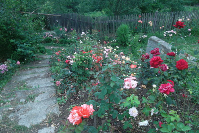 SAM_0854 - Trandafiri 2016