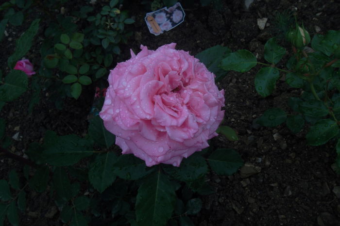 SAM_0851 - Trandafiri 2016