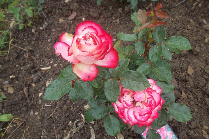 SAM_0849 - Trandafiri 2016