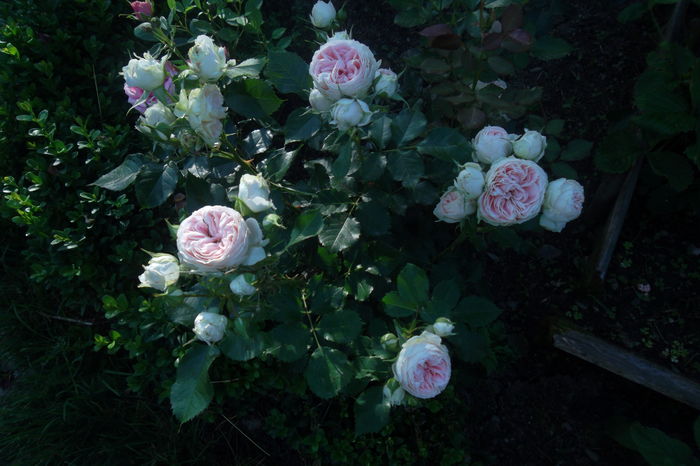 SAM_0847 - Trandafiri 2016