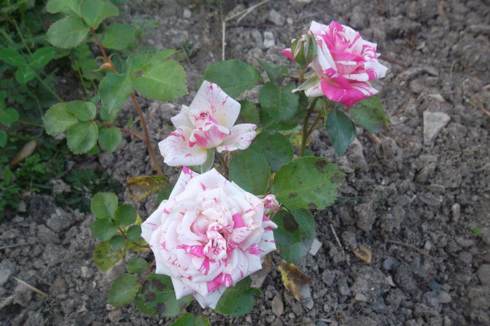 SAM_0842 - Trandafiri 2016